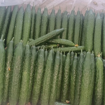 山东聊城精品黄瓜，大量供货中，可视频看货，对接全国客商