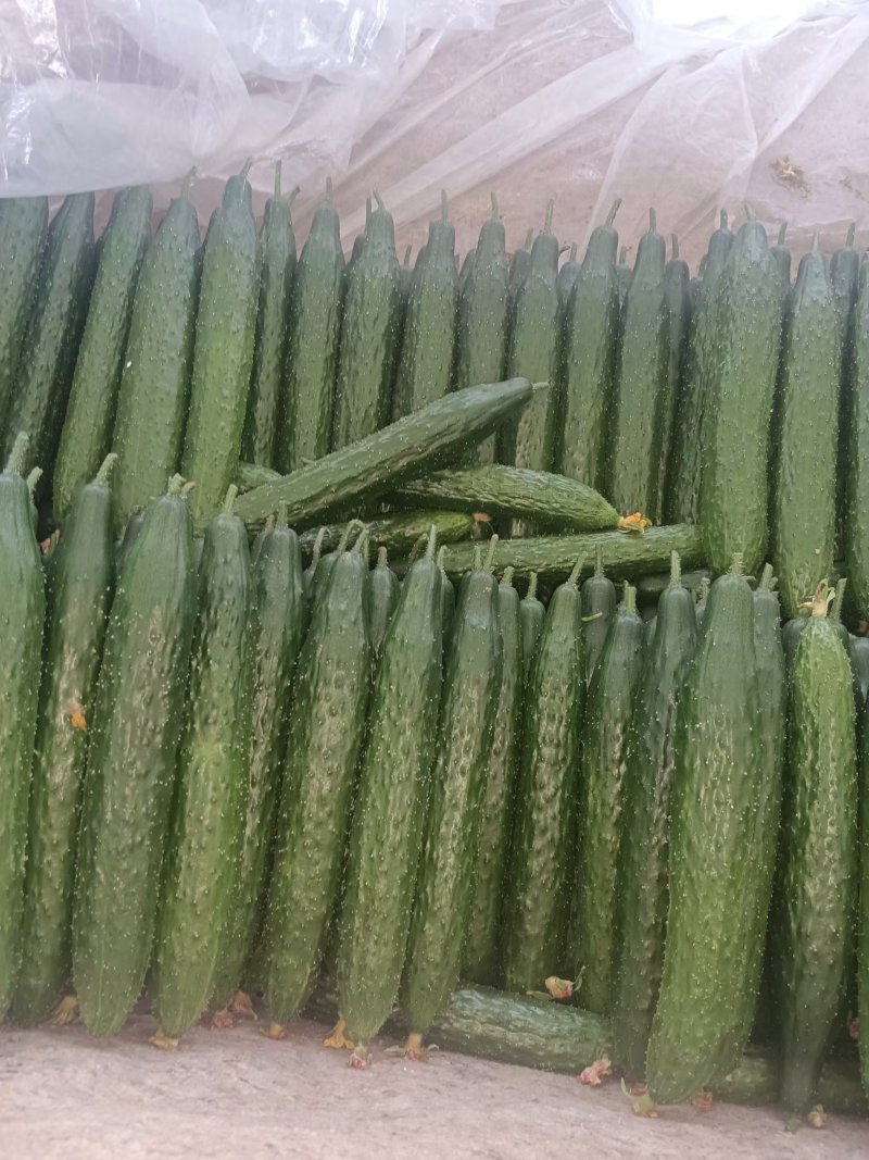 山东聊城精品黄瓜，大量供货中，可视频看货，对接全国客商