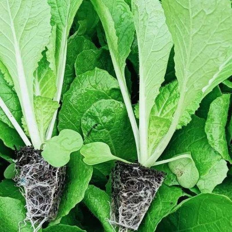 【娃娃菜苗】自己种植全年不断个头大全国接单按需求分拣打包