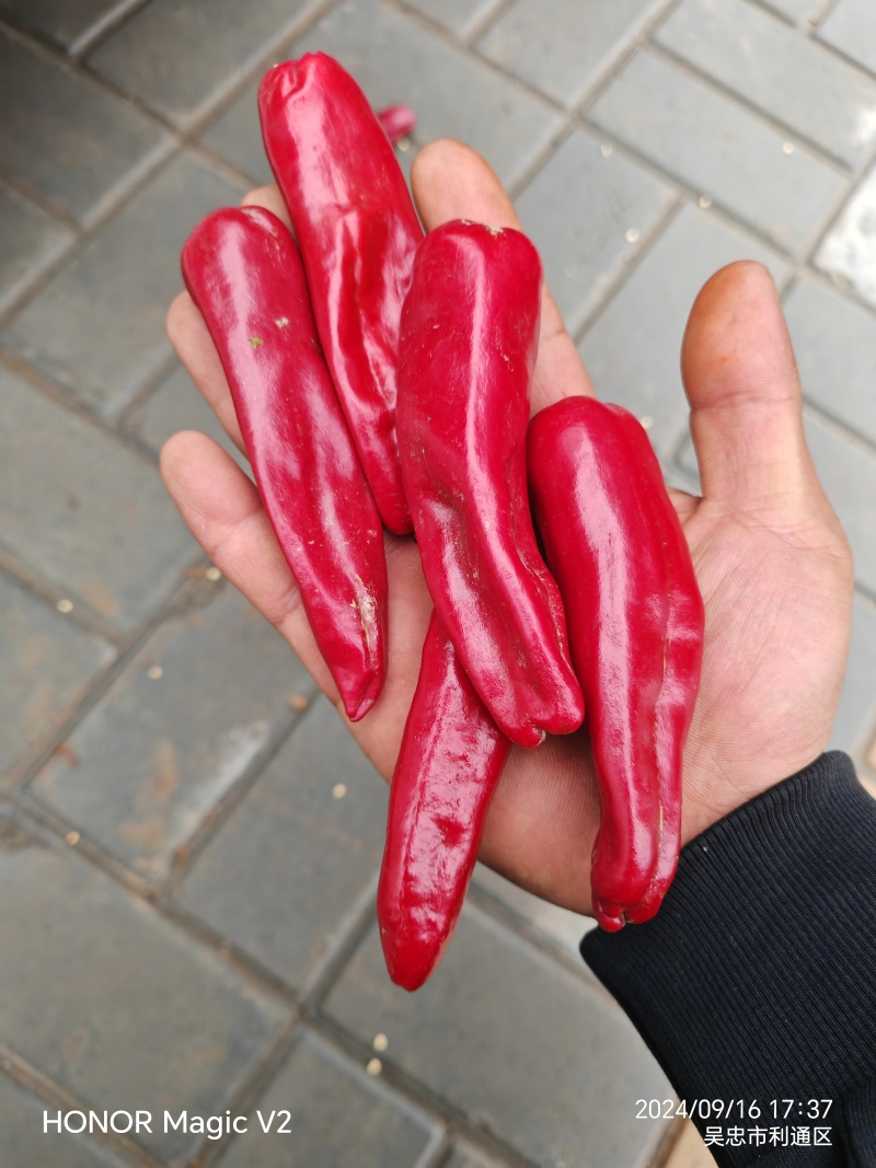 红线椒量大