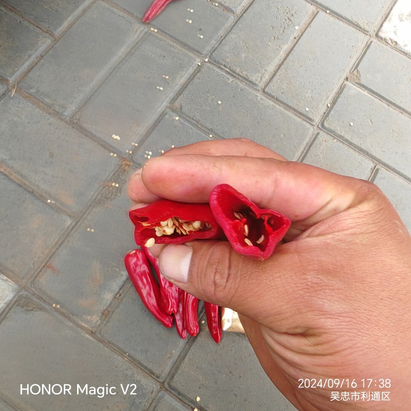 红线椒量大