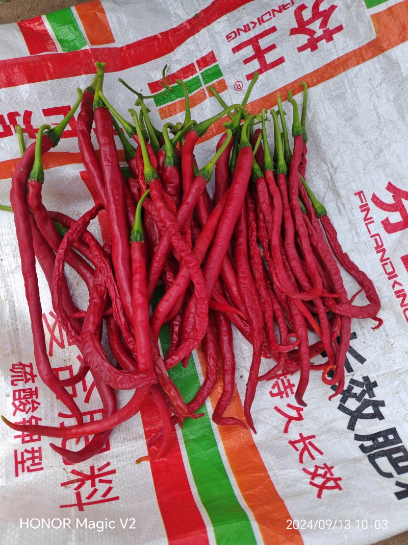红线椒量大