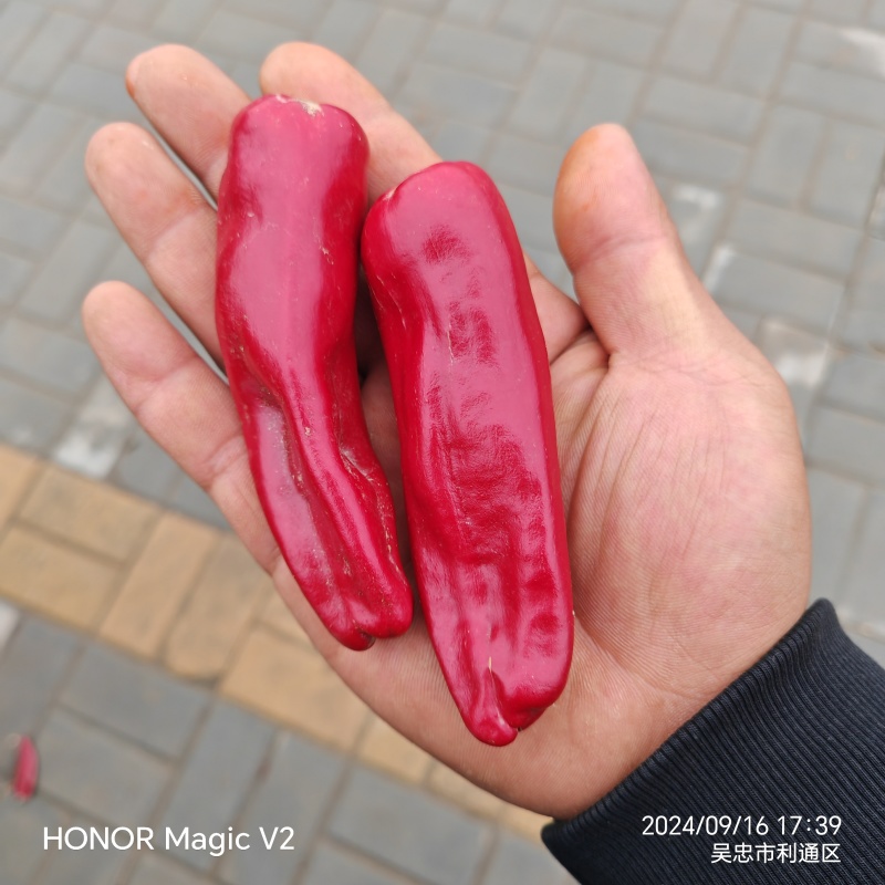 红线椒量大