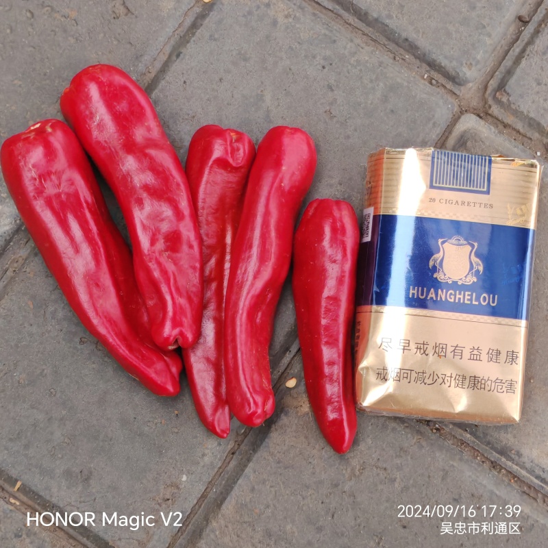 红线椒量大