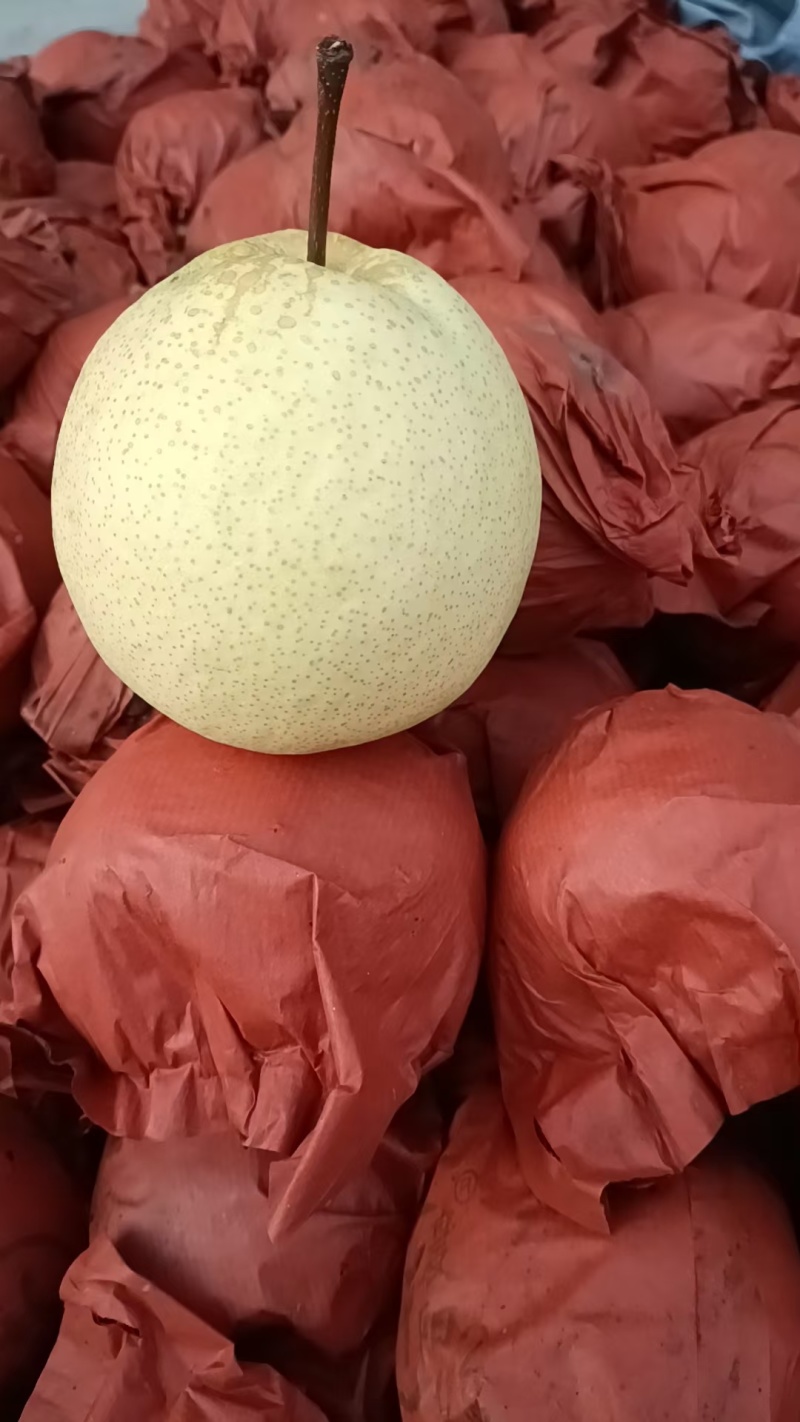 酥梨陕西礼泉酥梨皮薄核小，全母梨口感好大量现货。