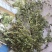 纯野生地锦草.草血竭.血见愁.蜈蚣草.奶汁草……