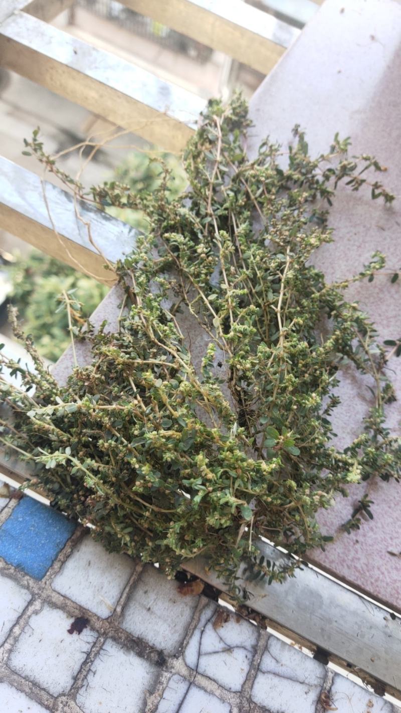 纯野生地锦草.草血竭.血见愁.蜈蚣草.奶汁草……
