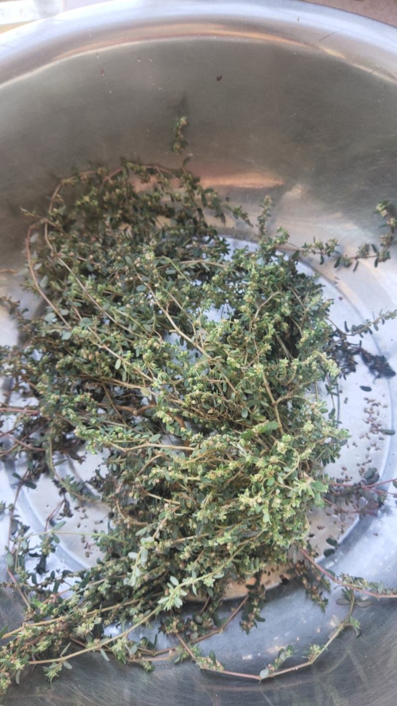 纯野生地锦草.草血竭.血见愁.蜈蚣草.奶汁草……