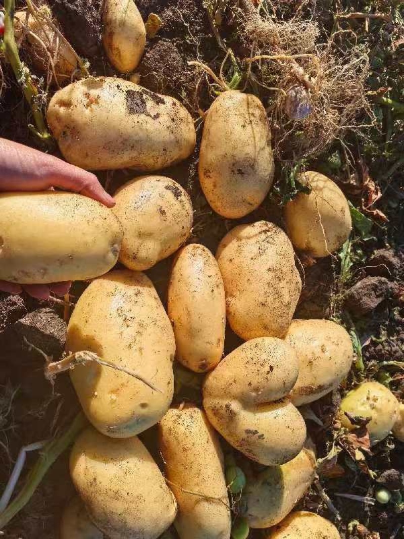 【玖恩11土豆】网棚薯下地的玖恩十一土豆基地直发对接全国