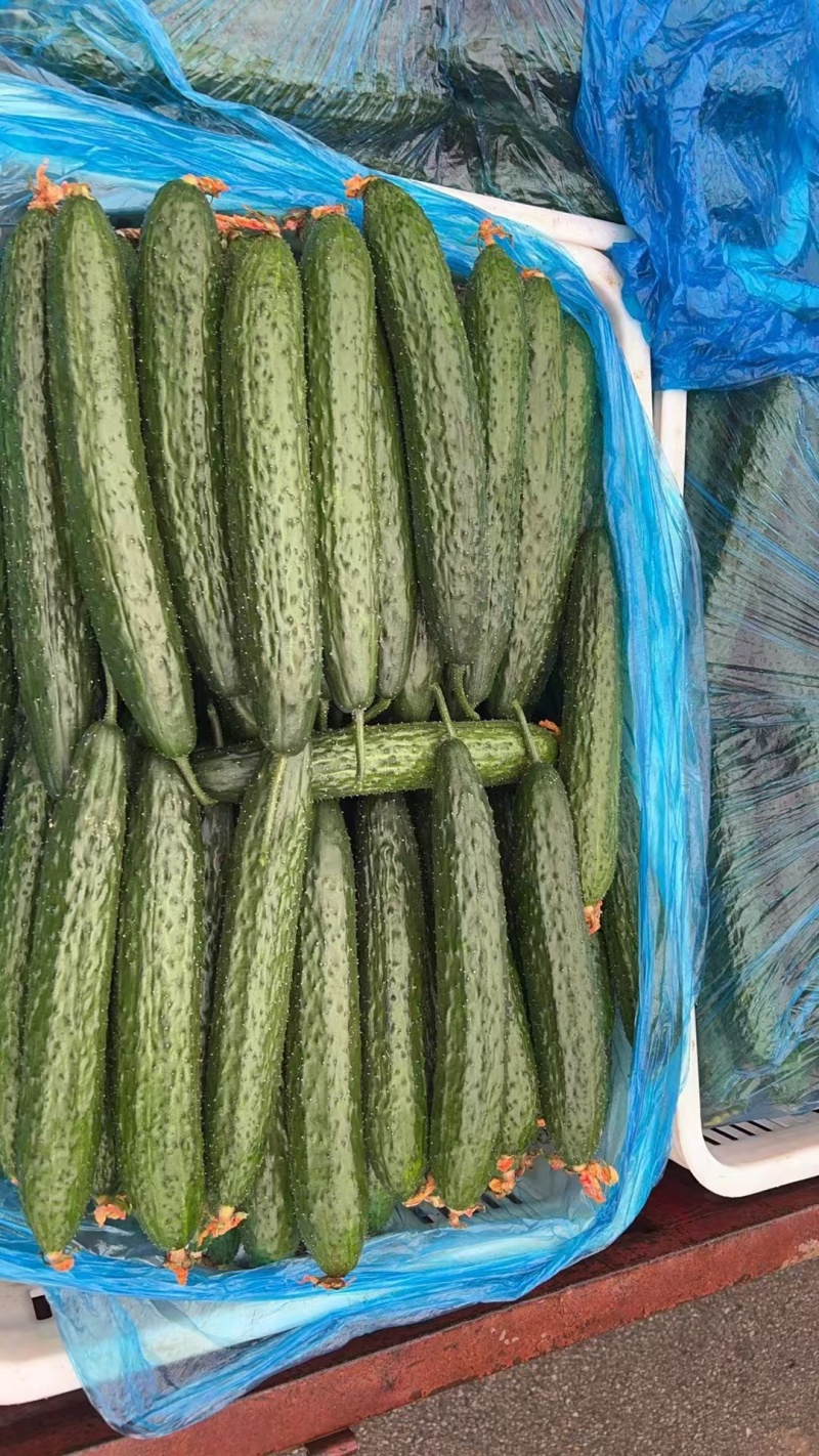 山东聊城精品黄瓜，大量供货中，可视频看货，对接全国客商