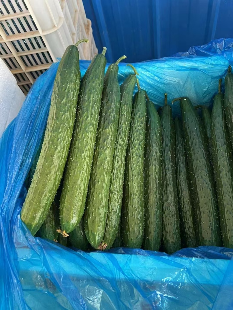 山东聊城精品黄瓜，大量供货中，可视频看货，对接全国客商