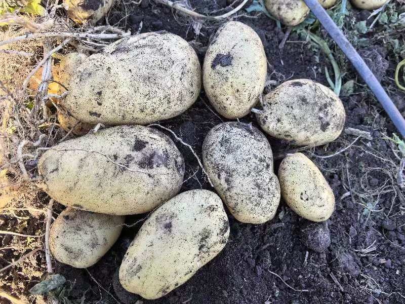 【内蒙古玖恩十一土豆】精品玖恩11土豆，黄心品种齐全基地直发