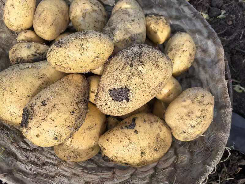 【内蒙古玖恩十一土豆】精品玖恩11土豆，黄心品种齐全基地直发