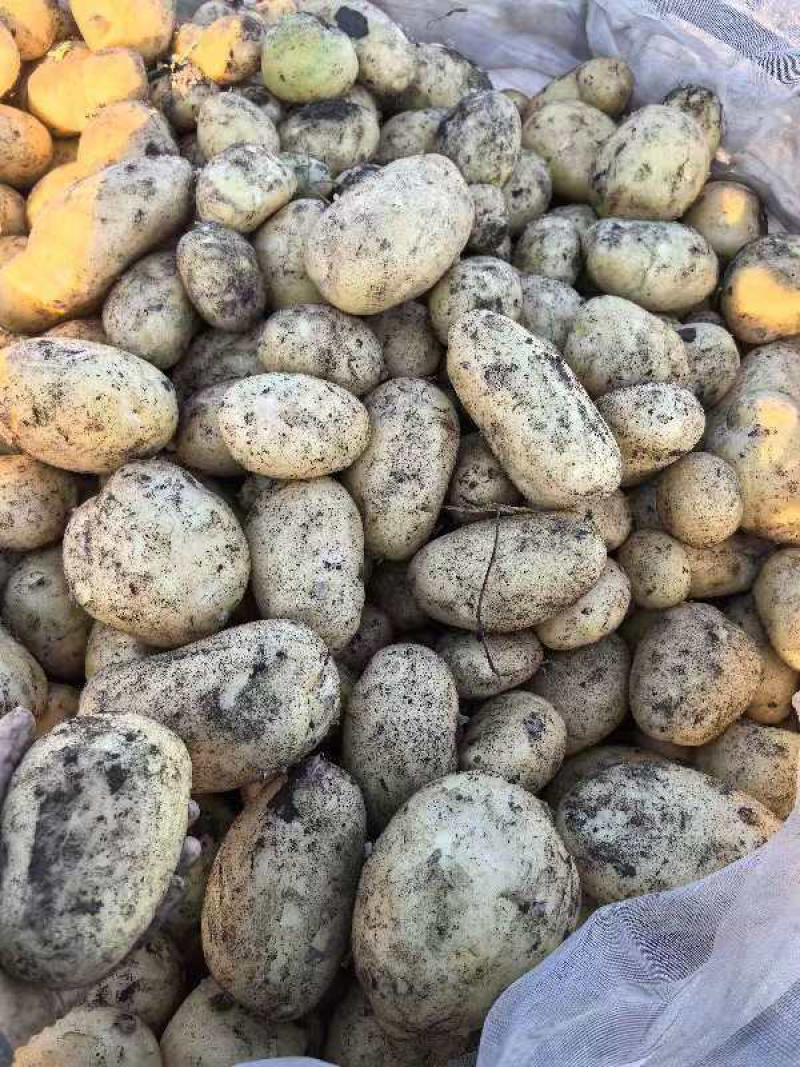 【内蒙古玖恩十一土豆】精品玖恩11土豆，黄心品种齐全基地直发