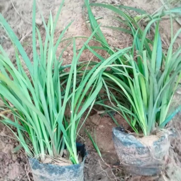 麦冬小杯麦冬多芽麦冬细叶麦冬绿化麦冬地栽麦冬现场看货常年供