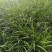 麦冬小杯麦冬多芽麦冬细叶麦冬绿化麦冬地栽麦冬现场看货常年供