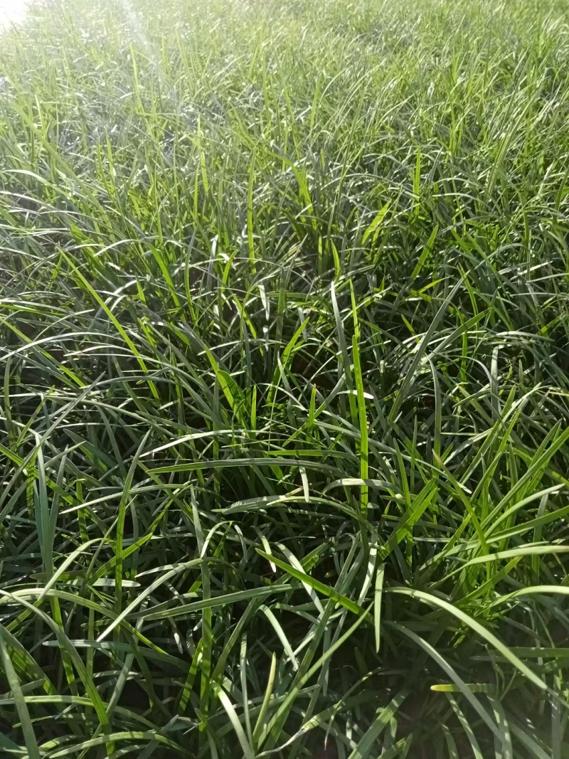 麦冬小杯麦冬多芽麦冬细叶麦冬绿化麦冬地栽麦冬现场看货常年供