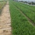 麦冬小杯麦冬多芽麦冬细叶麦冬绿化麦冬地栽麦冬现场看货常年供