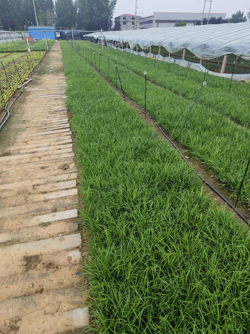 麦冬小杯麦冬多芽麦冬细叶麦冬绿化麦冬地栽麦冬现场看货常年供