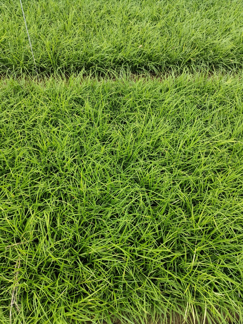 麦冬小杯麦冬多芽麦冬细叶麦冬绿化麦冬地栽麦冬现场看货常年供