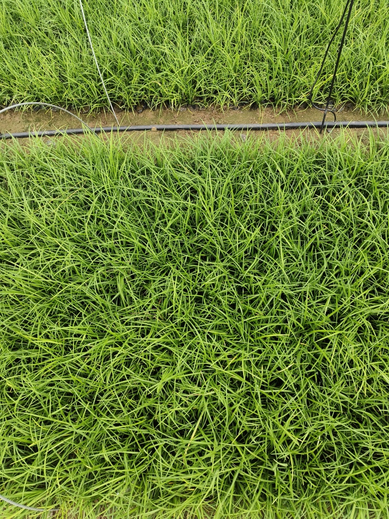 麦冬小杯麦冬多芽麦冬细叶麦冬绿化麦冬地栽麦冬现场看货常年供