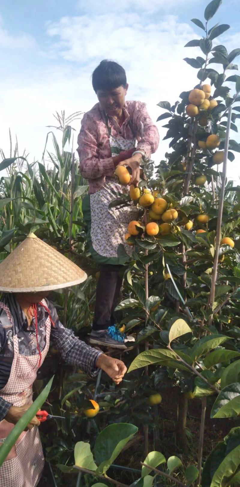 脆柿大量上市价格不等对接电商对接商超有需要联系