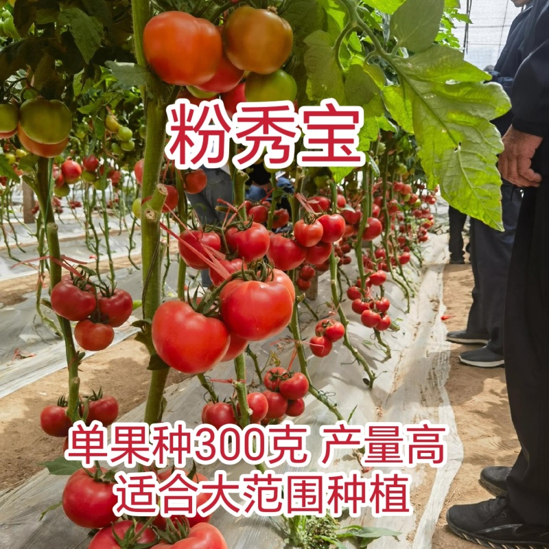 粉秀宝大果粉果番茄/基地直发/保质保量/老板热情/可电联