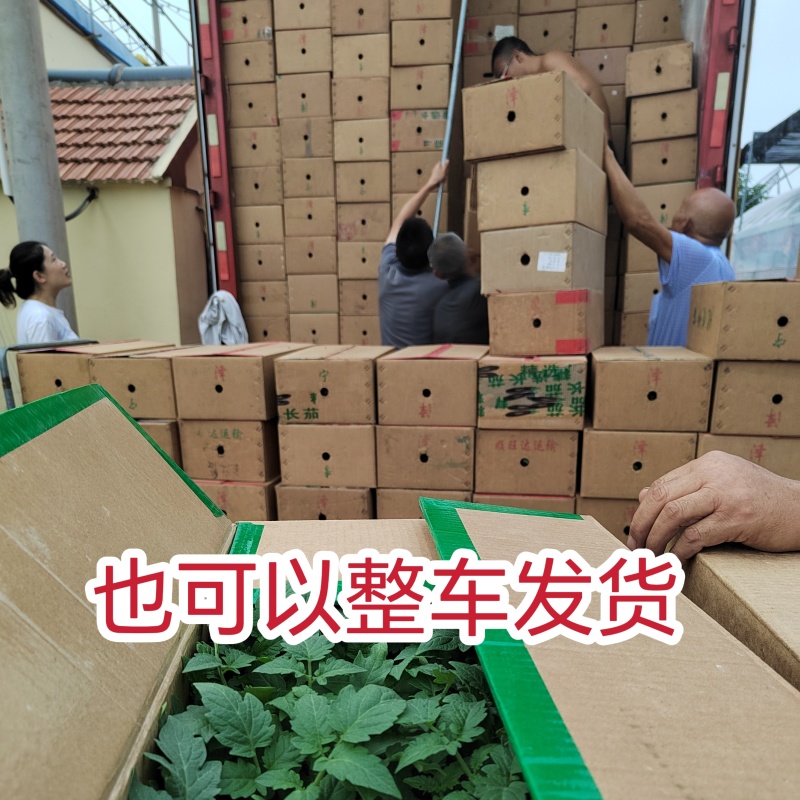 粉秀宝大果粉果番茄/基地直发/保质保量/老板热情/可电联