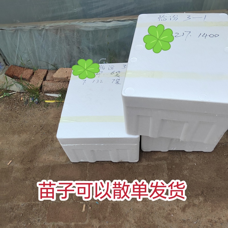 粉秀宝大果粉果番茄/基地直发/保质保量/老板热情/可电联