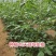 粉秀宝大果粉果番茄/基地直发/保质保量/老板热情/可电联