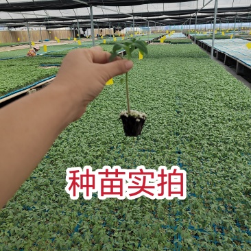 粉秀宝大果粉果番茄/基地直发/保质保量/老板热情/可电联