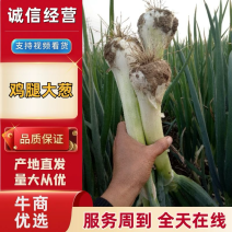 鸡腿葱疙瘩葱【杆子长疙瘩大】批发长白葱大头葱