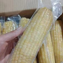 【一件代发】精品糯玉米全国发货品质保障放心食用