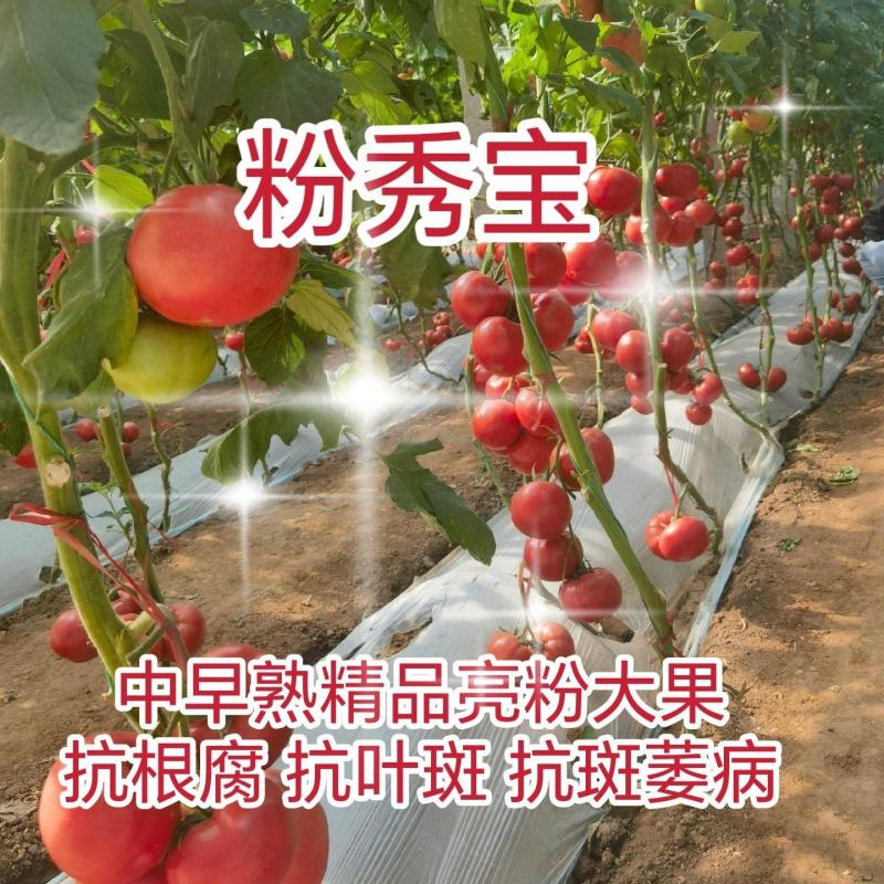 粉秀宝大果粉果番茄/基地直发/保质保量/老板热情/可电联