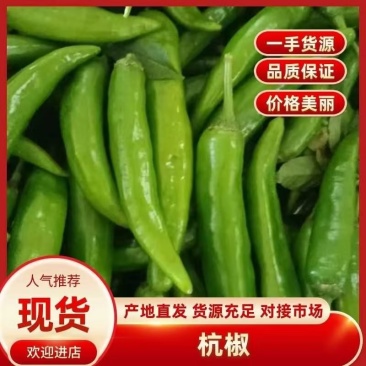 精品辣椒大青椒杭椒小米椒线椒对接各大商超走市场量大从优