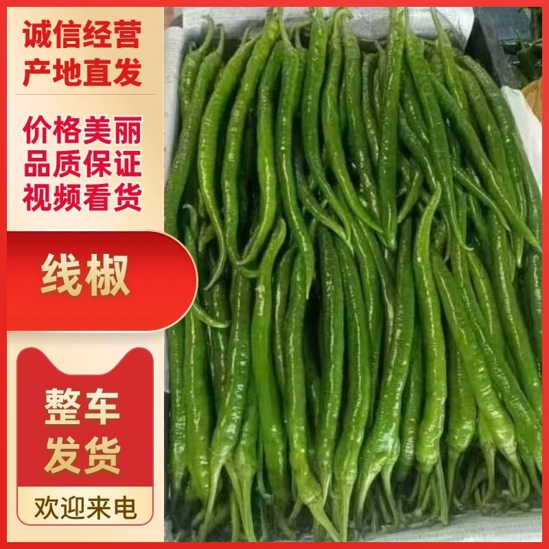 精品辣椒大青椒杭椒小米椒线椒对接各大商超走市场量大从优