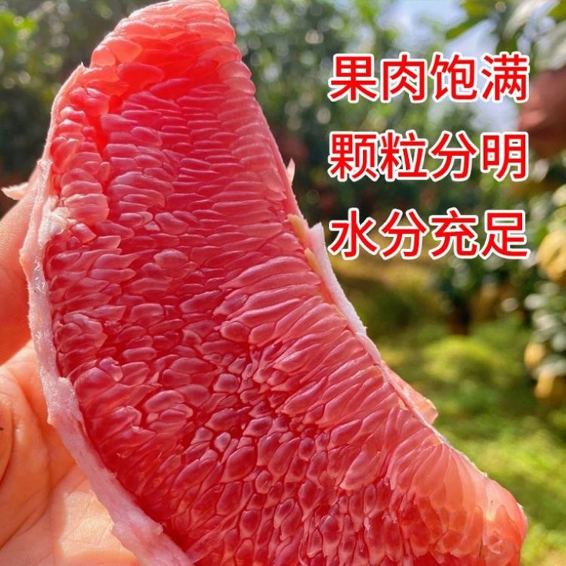 【实力推荐】福建柚子红心蜜柚产地直发一手货源可视频