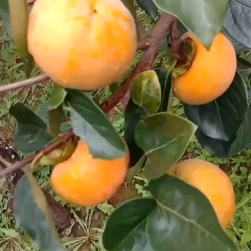 柿子，阳丰柿子产地直供大量现货，可接电商平台