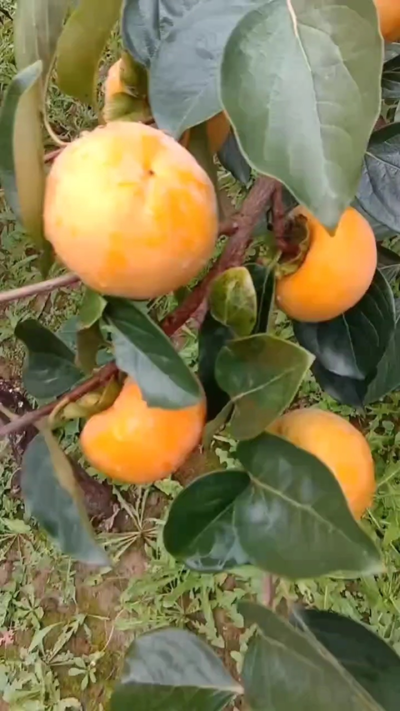 柿子，阳丰柿子产地直供大量现货，可接电商平台