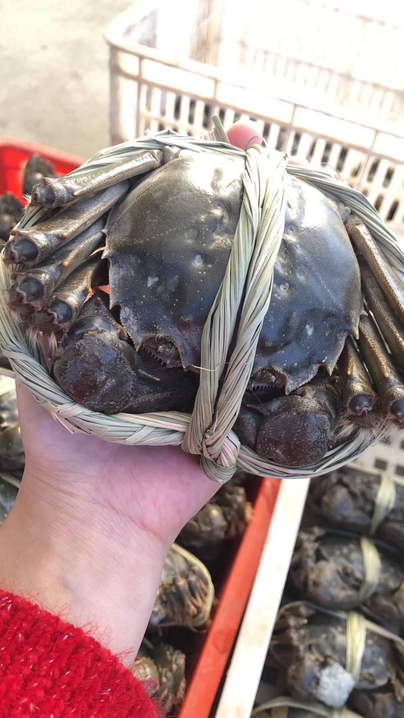 盐城大纵湖精品大闸蟹批发零售
