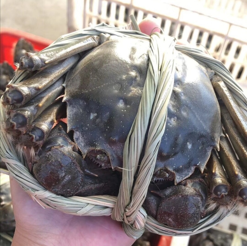 盐城大纵湖精品大闸蟹批发零售