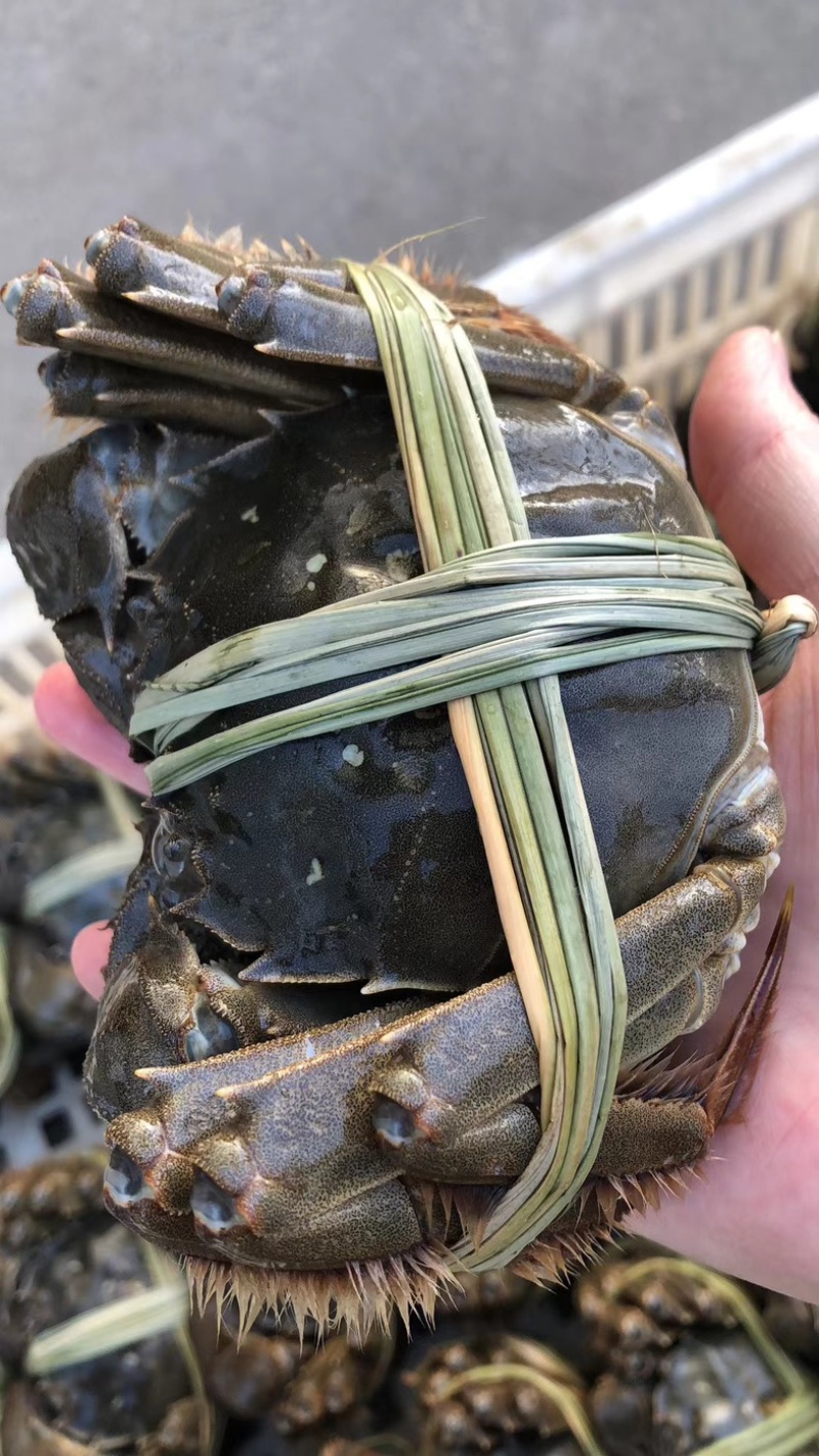 盐城大纵湖精品大闸蟹批发零售