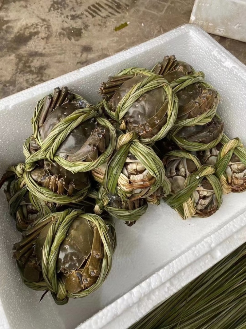 盐城大纵湖精品大闸蟹批发零售