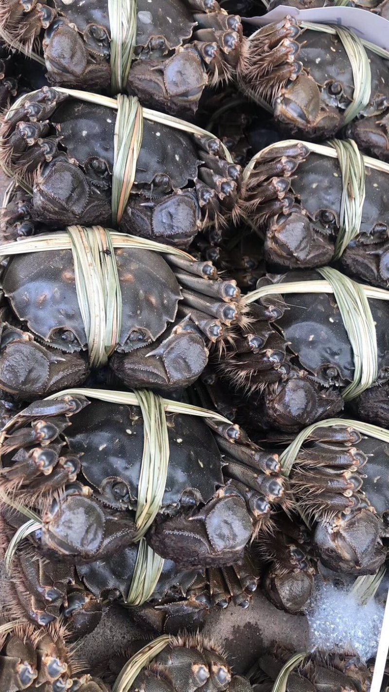 盐城大纵湖精品大闸蟹批发零售