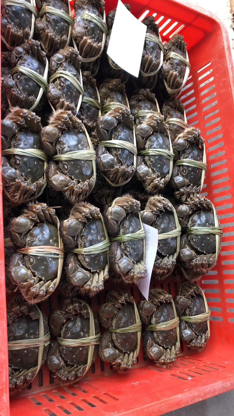 盐城大纵湖精品大闸蟹批发零售