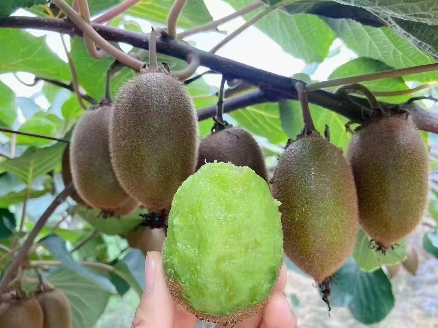 翠香猕猴桃果实特写