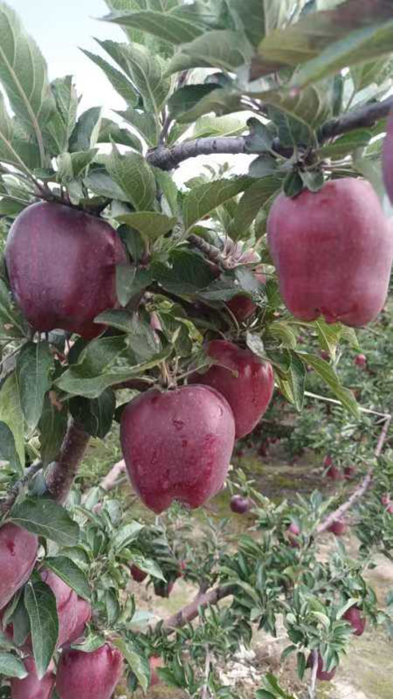 【冷库花牛苹果】甘肃天水花牛大量新鲜上市，产地直发