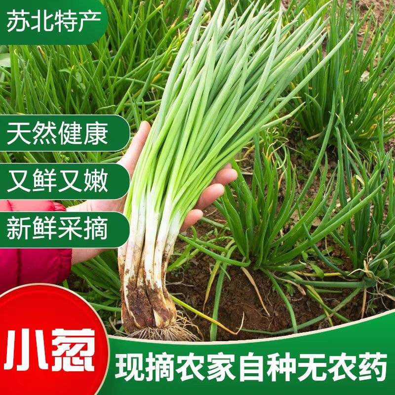 江苏小葱/四季葱/淮安产地/常年供应/欢迎来电咨询