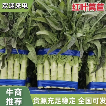 【推荐】山东红叶莴笋产地直发可视频看货品质保证