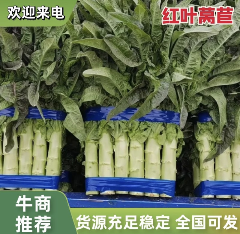 【推荐】山东红叶莴笋产地直发可视频看货品质保证